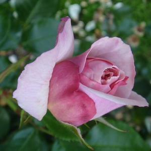 Rosa Herkules ® - rumeno - vijolično - Nostalgična vrtnica
